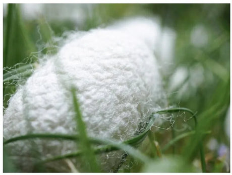Close-up of a white silk cocoon nestled in green grass, showcasing its delicate texture and natural surroundings.